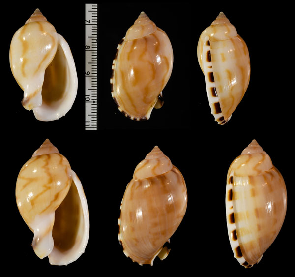 イナズマタイコ Casmaria turgida small
