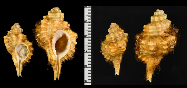 キイククリボラ Lotorium kiiense small