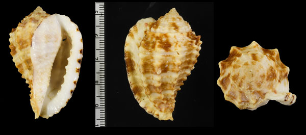 コエボシ Morum macandrewi small