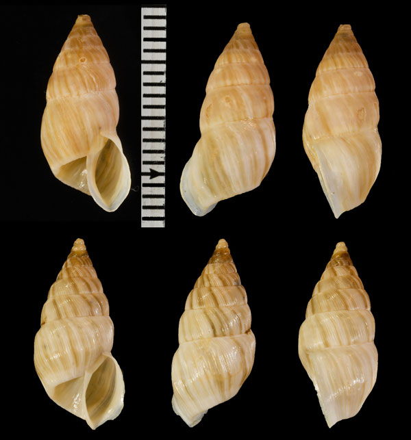 アナアキオカカクタニシ (仮称) Bostryx perforatus small