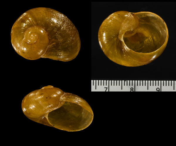 カナンベッコウ Megaustenia imperator small