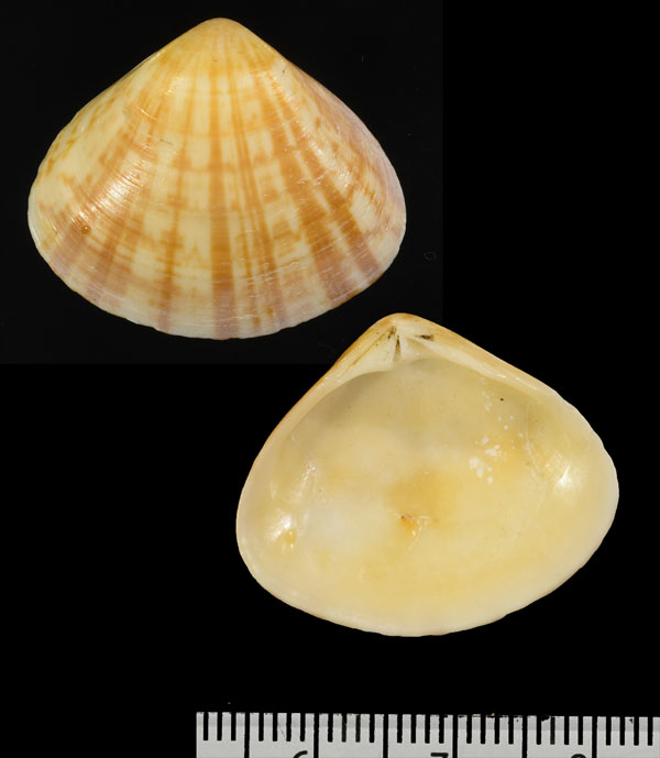 ヒラサンカクハマグリ (仮称) Tivela compressa small