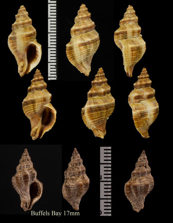 ミナミカゴメ Bedeva paivae small