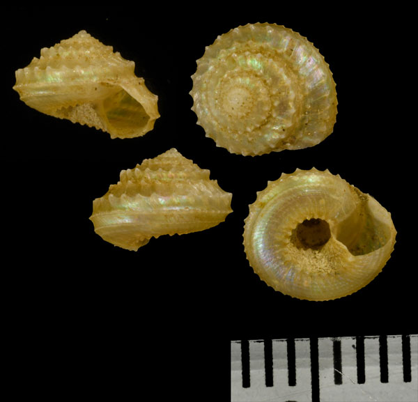 カイテイコガネエビス (仮称) Calliotropis scalaris small