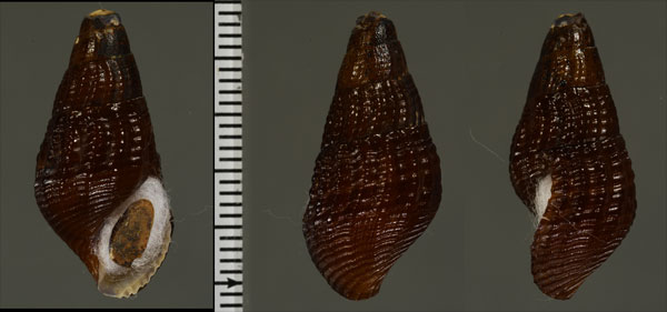 シュナイダーカワニナ (仮称) Aylacostoma schneideri small