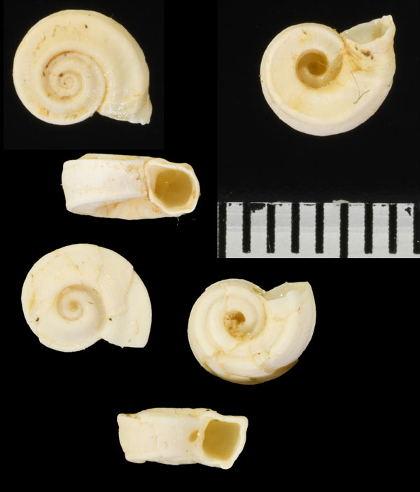 コハジキミズヒラマキ(仮称) Gyraulus multiformis planorbiformis small