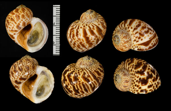 マダラタマガイ (仮称) Natica multipunctata small