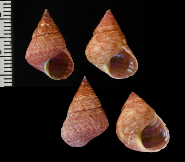 ヤナギシボリチグサ (仮称) Micrelenchus purpureus small