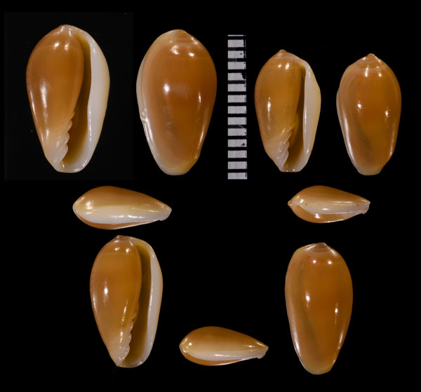 マリアテレサコゴメ (仮称) Prunum mariateresae small