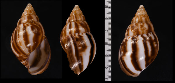 ホソサラサマイマイ Limicolaria kambeul small