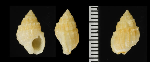 トゲムシロ Nassarius quadrasi small