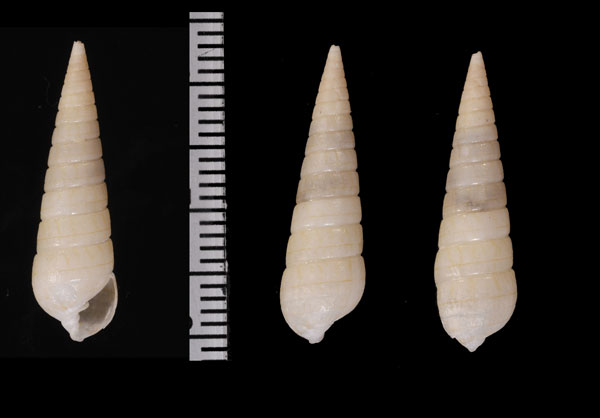 カズマキクチキレ Longchaeus teres small