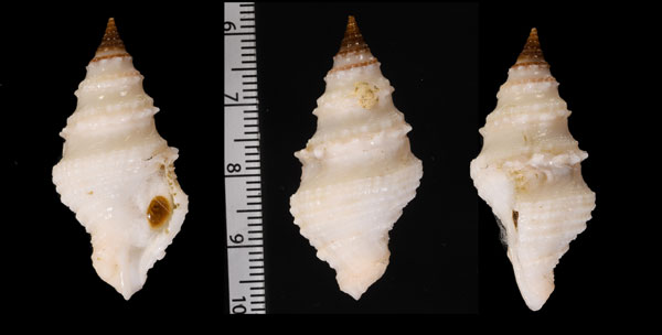 ツマベニフトクダマキ Clavatula muricata small