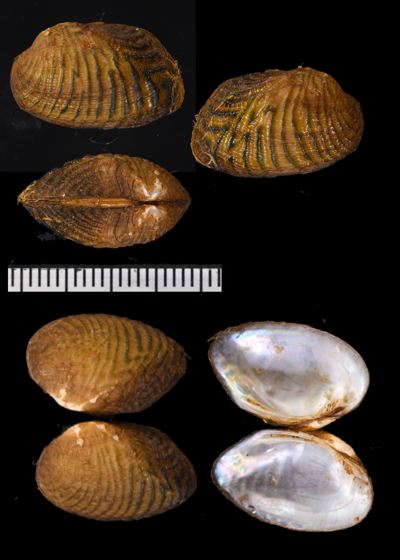 ショウケンカヌマガイ (仮称) Scabies nucleus small