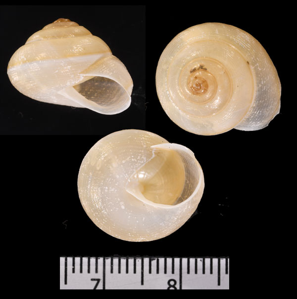 キューバスジシロマイマイ (仮称) Jeanneretia multistriata small