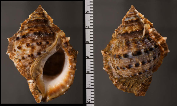 カビテスミツキミヤコボラ Bufonaria cavitensis small