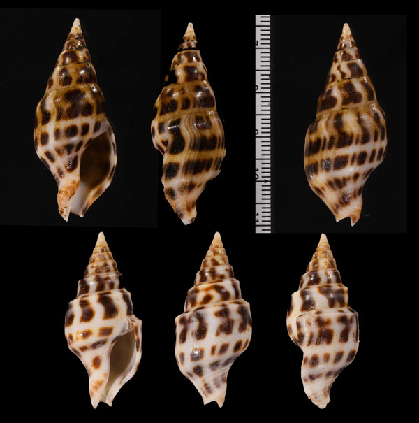 クロボシカザリクダマキ Pusionella nifat small