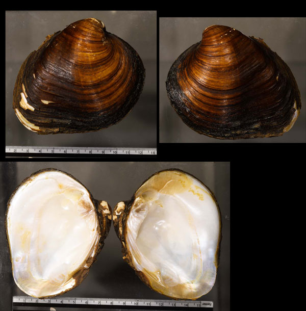 オハイオクサビカワボタン Pleurobema cordatum small