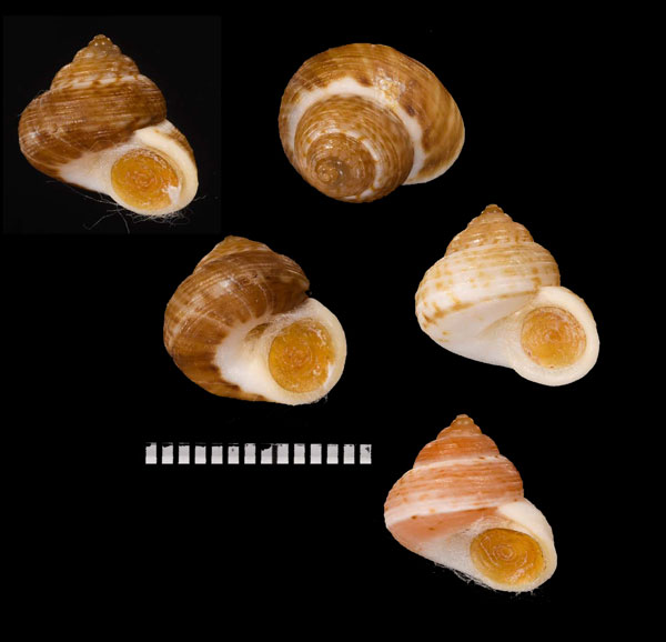 コドモヤマタニシ (仮称) Cyclotus philippinarum small