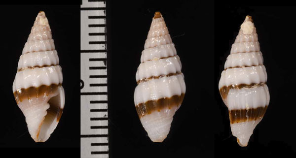 オイワイツクシ (仮称) Vexillum festum small
