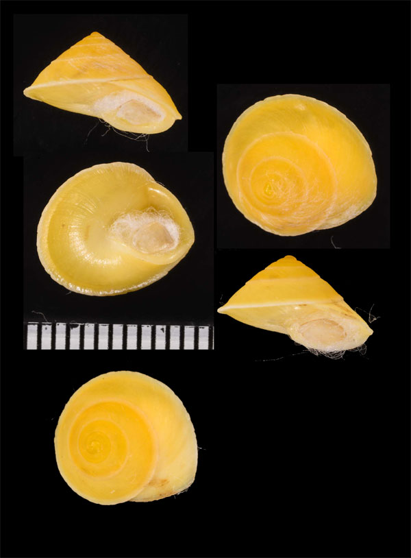 ロンブロンヤマキサゴの仲間 Geophorus agglutinans small