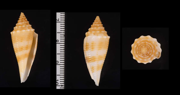 サンゴカイオルビニイモ Conus orbignyi coriolisi small