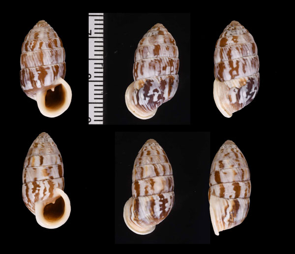 ヒュースオオタワラ (仮称) Cerion hughesi small