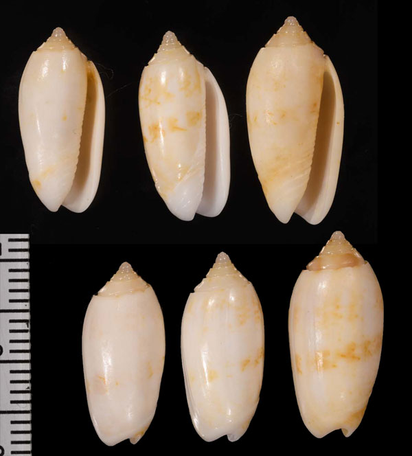 ベンガルフタスジマクラ Oliva todosina small