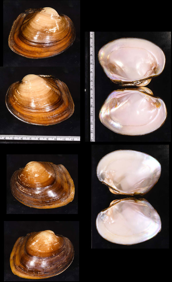ムラサキツバサカワボタン Potamilus purpuratus small