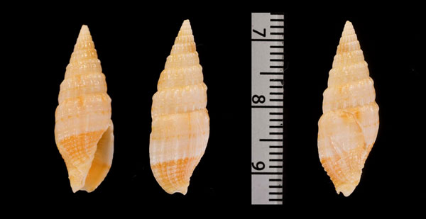 オダヤカトゲツクシ (仮称) Vexillum concentricum small