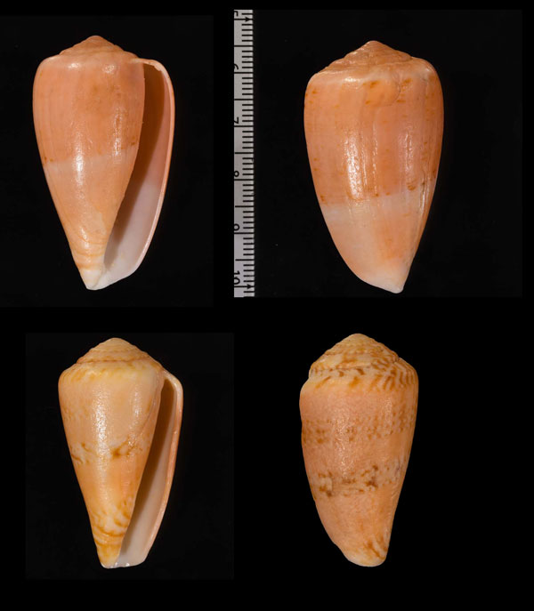 アカウズラミナシ Conus tinianus var. aurora small