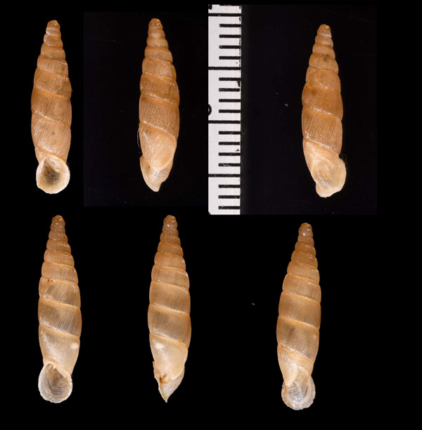 イサベルギセル Isabellaria isabellina small