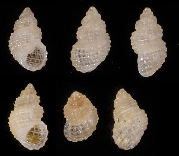 シロムシロツボ (仮称) Alvania fenestrata small