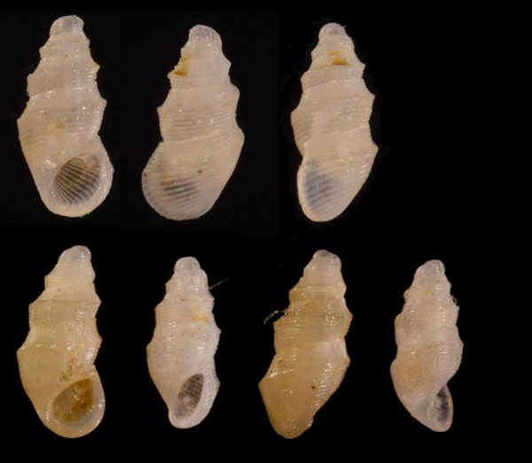アルフレッドツボ (仮称) Subestea alfredensis small