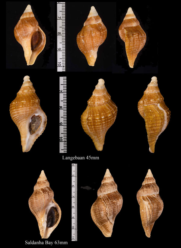 ウネマキツノキガイ Lugubrilaria lugubris small