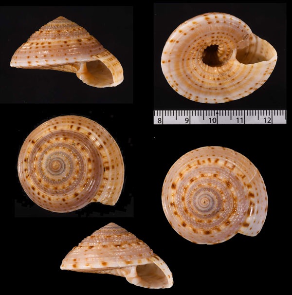 イボクルマ Architectonica nobilis small
