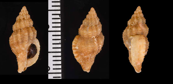 カスリボラ Cytharomorula vexillum small
