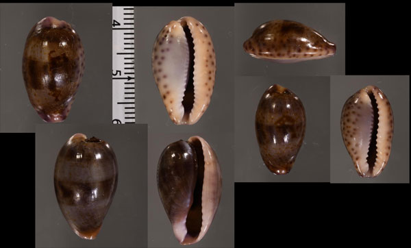 チイロダカラ 血色宝 Zonaria sanguinolenta small