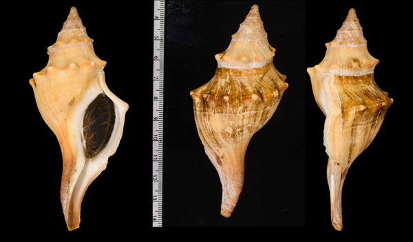 カタカドツノキガイ Kilburnia heynemanni small