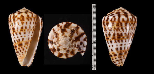 ショウミョウイモ Conus byssinus small