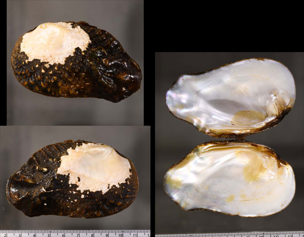 マツカサカワボタン Tritogonia verrucosa small