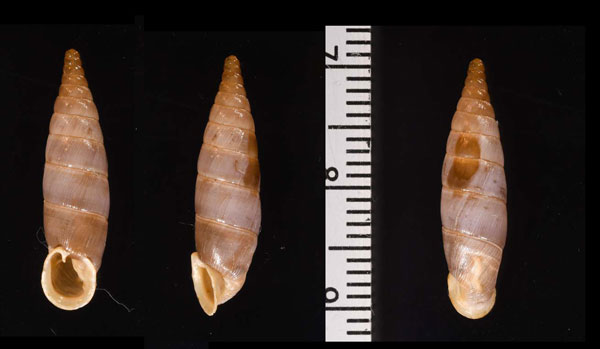 エドモンドモンテネグロギセル (仮称) Montenegrina skipetarica edmundi small