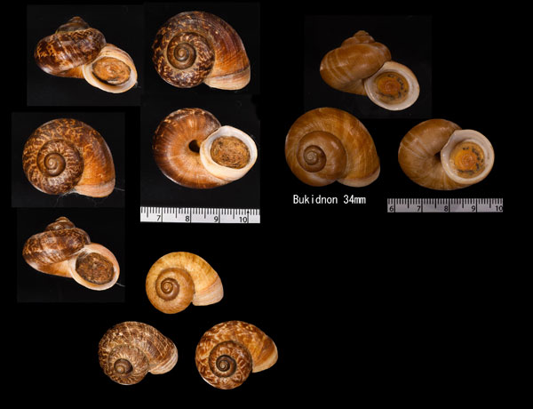 ネコジタヤマタニシ Cyclophorus linguiferus small