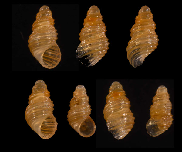 マキウネツボ近似種 Alvania circinata aff. small