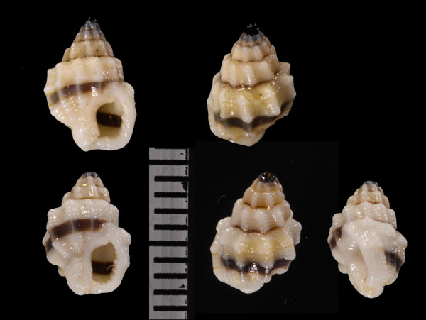 ノシメムシロ 熨斗目莚 Nassarius cinctellus small