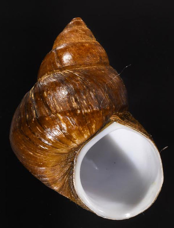 シャムタニシ Filopaludina martensi small