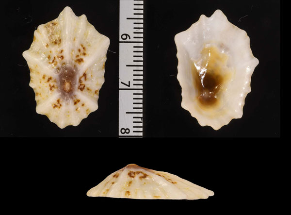 カクレカサガイ Scutellastra obtecta small