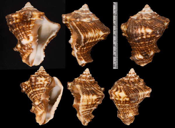 サイオニコブシ Vasum rhinoceros small