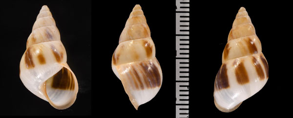シタオビトウガタマイマイ (仮称) Leiostracus subtuszonatus small