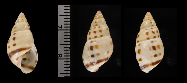 カスリミカンマイマイ (仮称) Drymaeus interpunctus small